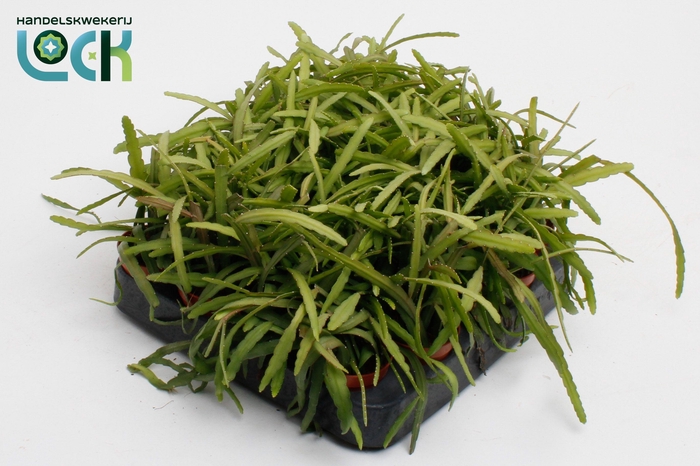 <h4>LEPISMIUM BOLIVIANUM</h4>