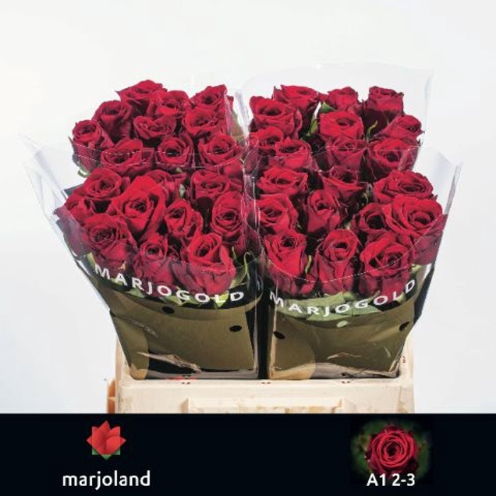 <h4>ROSA GR 'RED NAOMI'</h4>