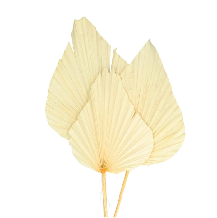 <h4>Dried flowers Palm Spear 60cm x3</h4>