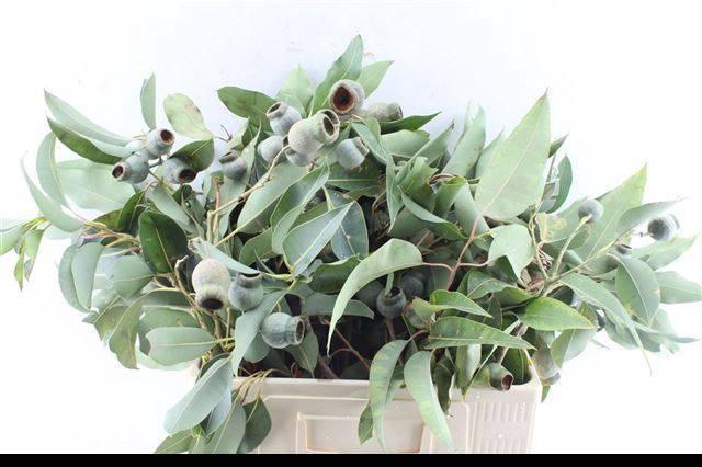 <h4>EUCA OV MET BES</h4>