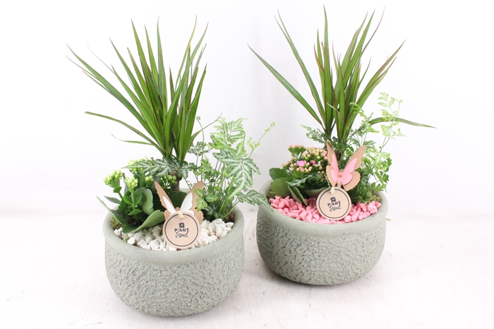 <h4>arr2 PL - Ker. bolpot groen Dracena - wit/roze</h4>