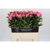 Paeonia Dr A Fleming