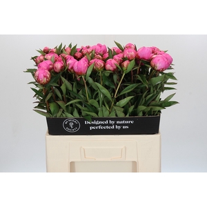 Paeonia Dr A Fleming