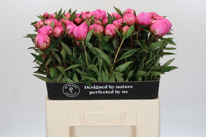 Paeonia Dr A Fleming