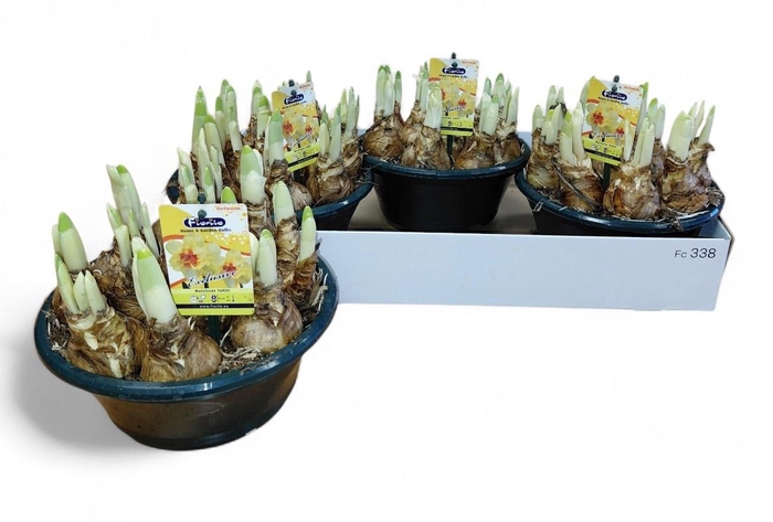 <h4>NARC D TAHITI</h4>