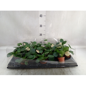 Pilea peperomoides