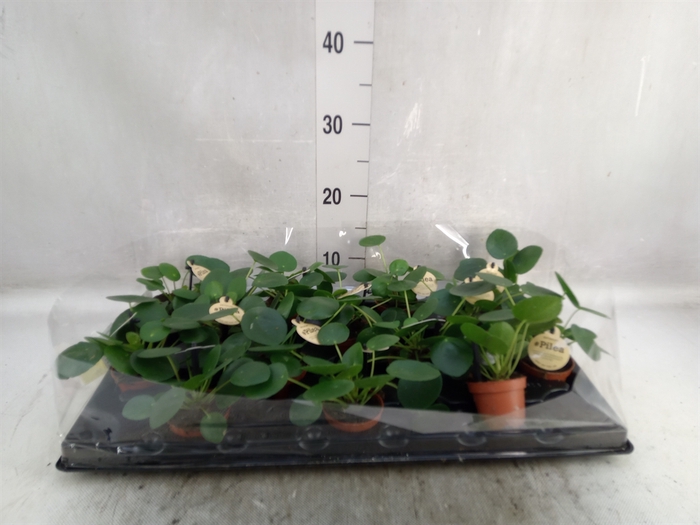 Pilea peperomoides