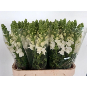 Antirr Antibes White