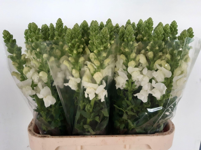 <h4>Antirr Antibes White</h4>