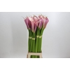 Zantedeschia Eydolls Purple Pink