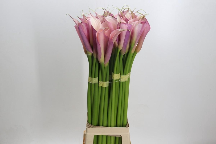 <h4>Zantedeschia Eydolls Purple Pink</h4>