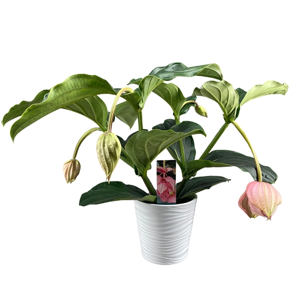 <h4>Medinilla Magnifica 2 etage 3/4 knop in wit keramiek</h4>