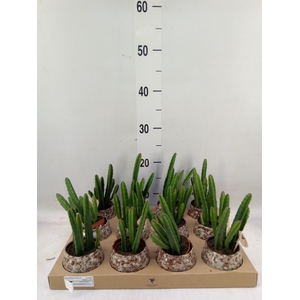 Stapelia leendertziae