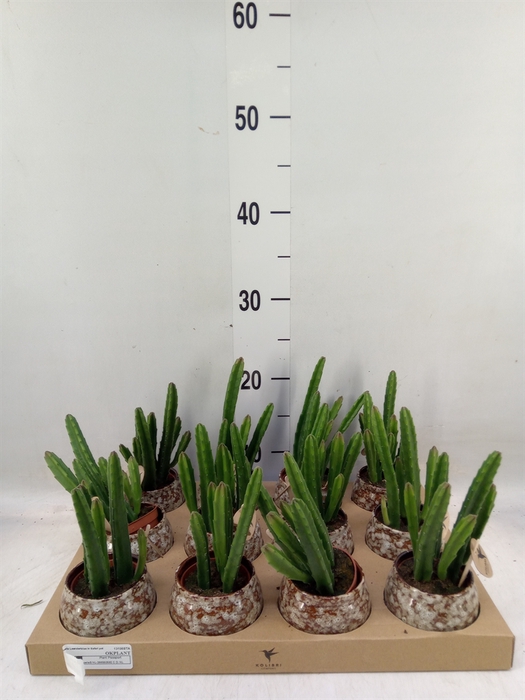 <h4>Stapelia leendertziae</h4>
