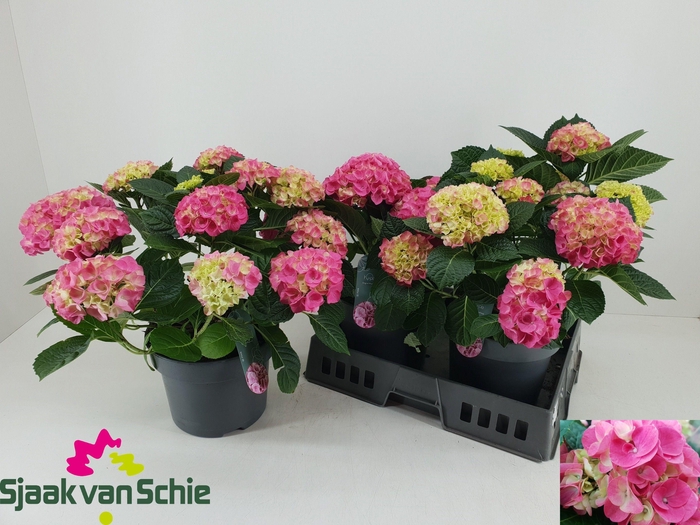 <h4>HYDR M HI MEADOW</h4>