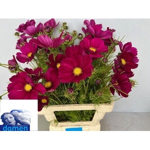 COSMOS BIPINNATUS
