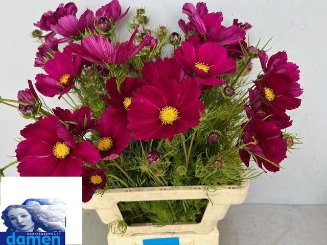 <h4>COSMOS BIPINNATUS</h4>