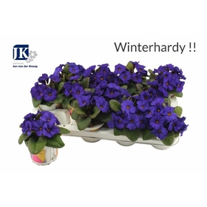 PRIM AC OBSID D BLUE