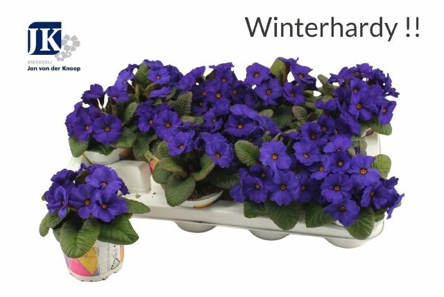 <h4>PRIM AC OBSID D BLUE</h4>