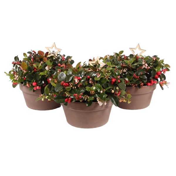 <h4>Gaultheria Big Berry in schaal, P20 terracotta met houten ster bijsteker</h4>