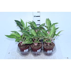 AGLAONEMA BUTTERFLY P12