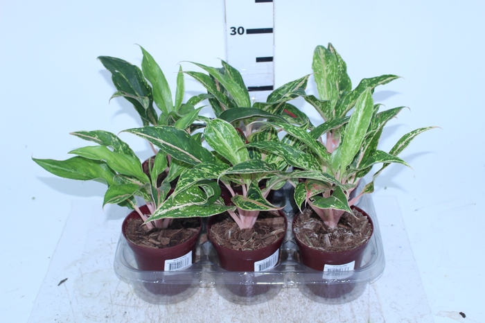 AGLAONEMA BUTTERFLY P12