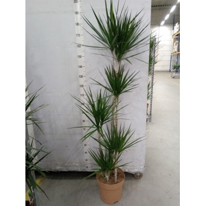 Dracaena marg.