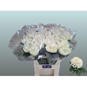 Chr G Vienna White