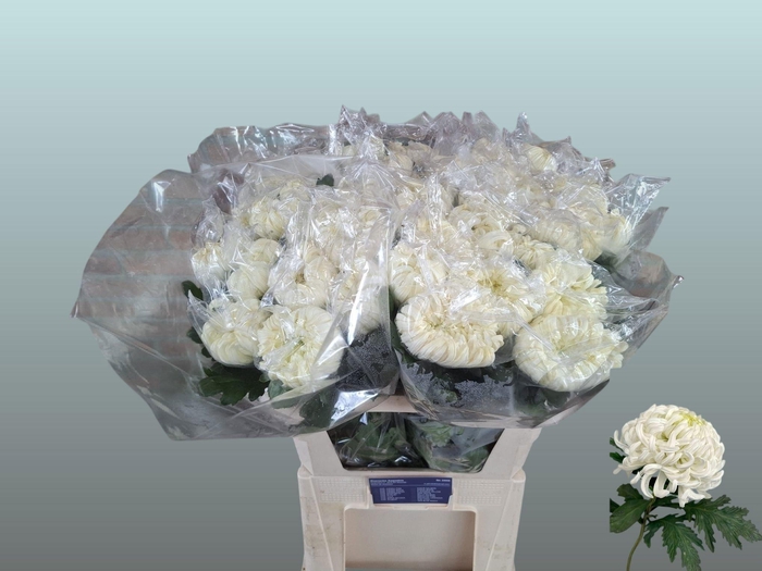 <h4>Chr G Vienna White</h4>