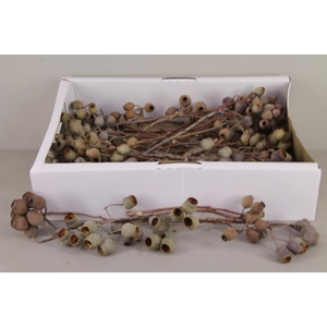 DF Bellgum Branch Box (50pc)