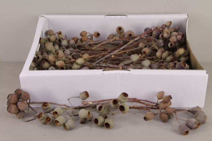 <h4>DF Bellgum Branch Box (50pc)</h4>