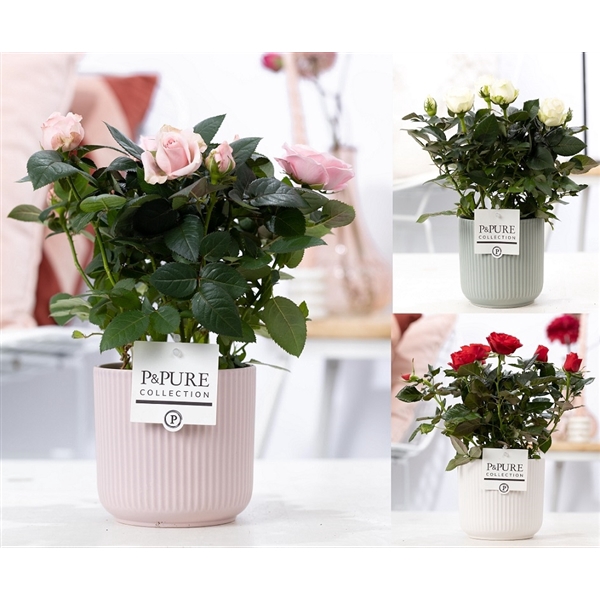 <h4>Rosa gemengd in P&PURE Sophie ceramics ass. 3</h4>