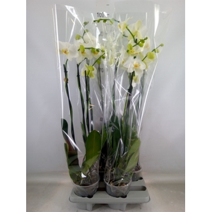 Phalaenopsis   ...white