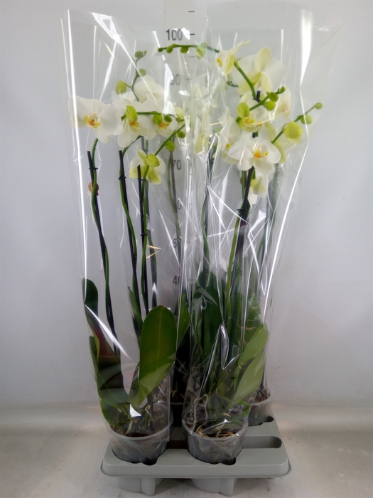 <h4>Phalaenopsis   ...white</h4>