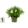 CAMPANULA-HYBRID P10,5 WHITE LIKE ME