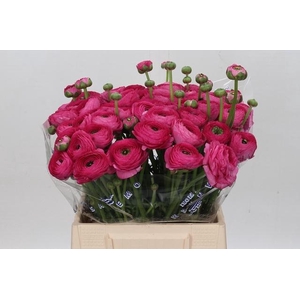 Ranunculus Clooney Bolero Extra