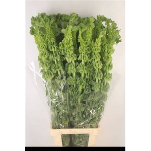 MOLUCCELLA STUK