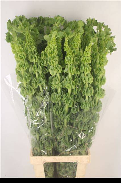 <h4>MOLUCCELLA STUK</h4>