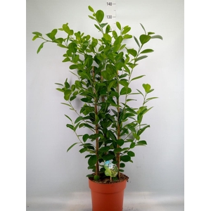 Ficus microcarpa 'Moclame'