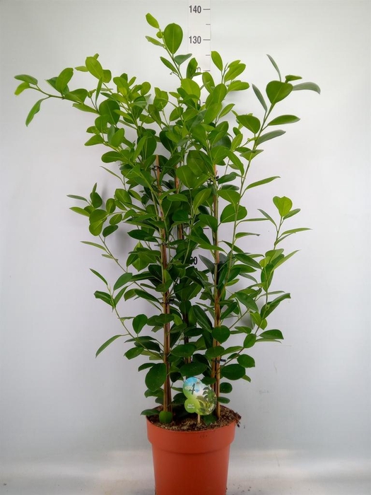 <h4>Ficus microcarpa 'Moclame'</h4>