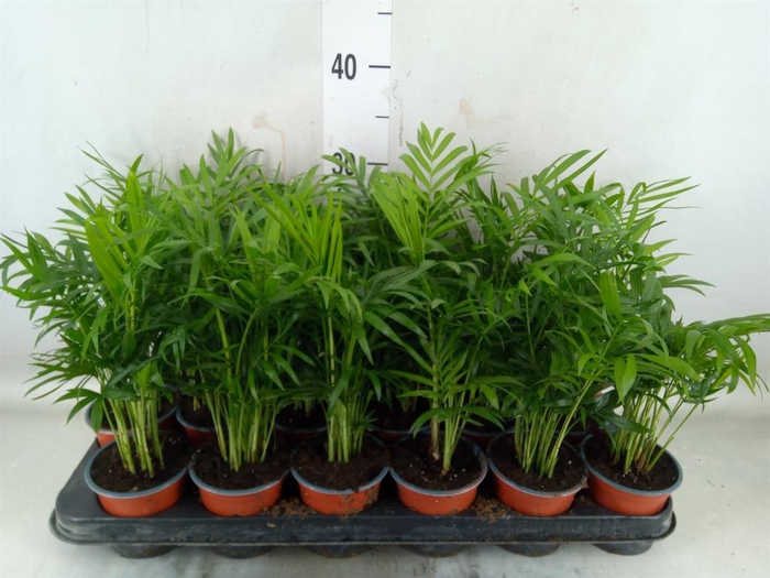 <h4>Chamaedorea elegans</h4>