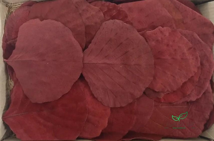 COBRA LEAVES RED 100pcs