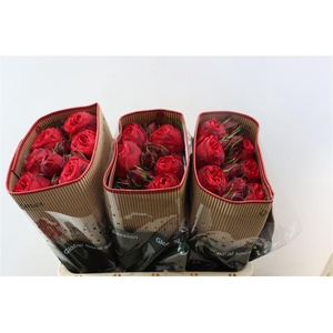 R Gr Victorian Red Piano