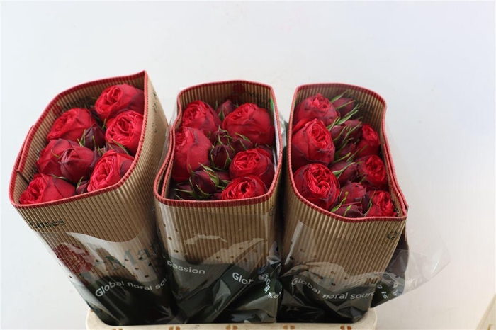 <h4>R Gr Victorian Red Piano</h4>