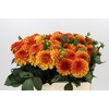 Dahlia American Sunset
