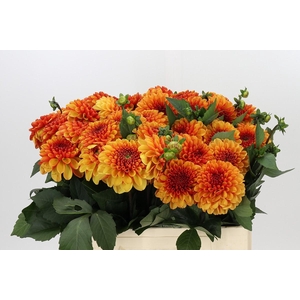 Dahlia American Sunset