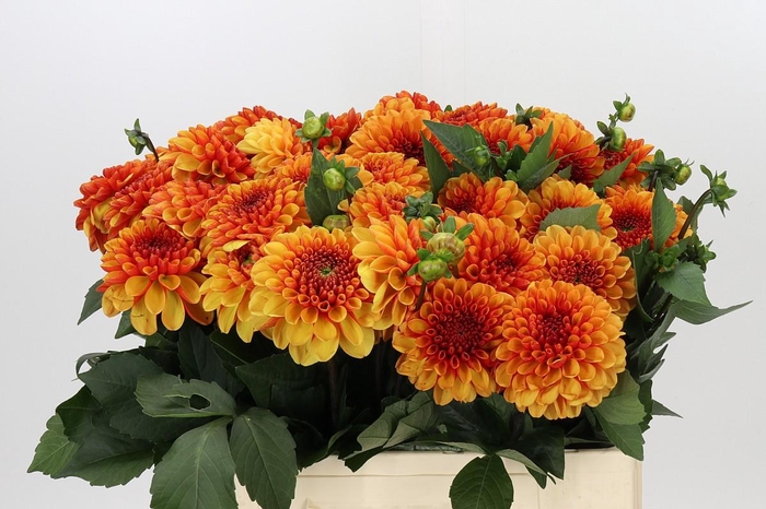 <h4>Dahlia American Sunset</h4>