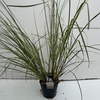 Cortaderia selloana