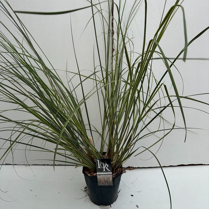 Cortaderia selloana