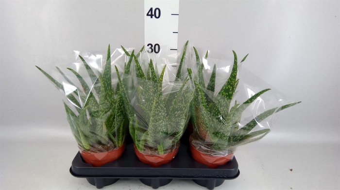 <h4>Aloe vera</h4>